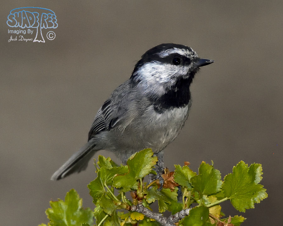 Mountain Chickadee - Poecile gambeli