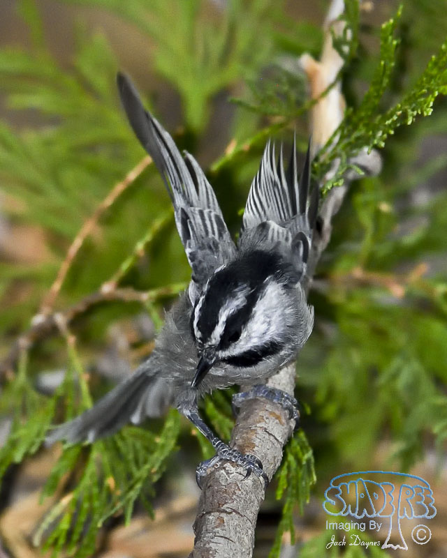 Mountain Chickadee - Poecile gambeli