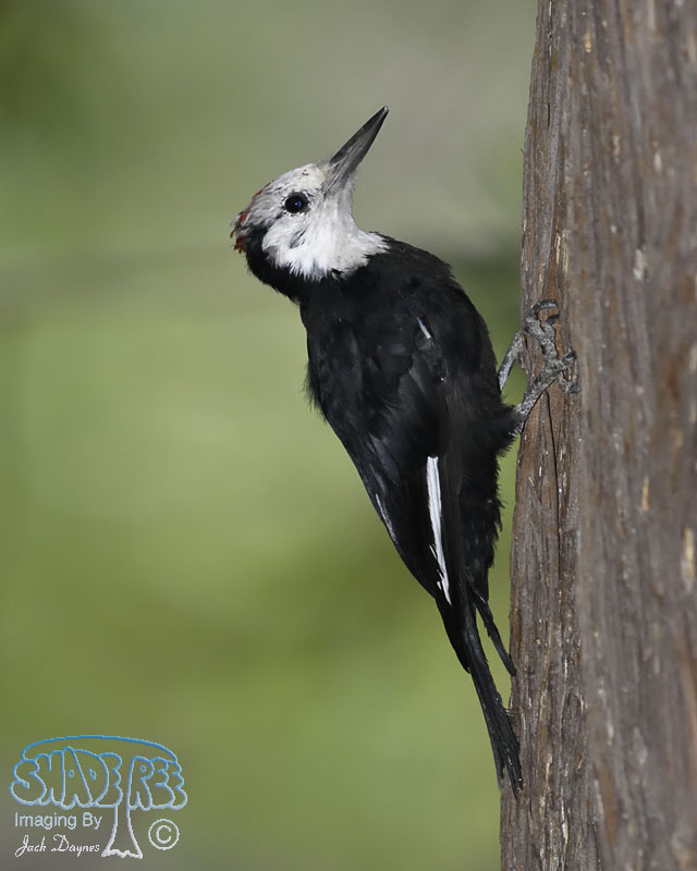 White-Headed Woodpecker - Leuconotopicus albolarvatus