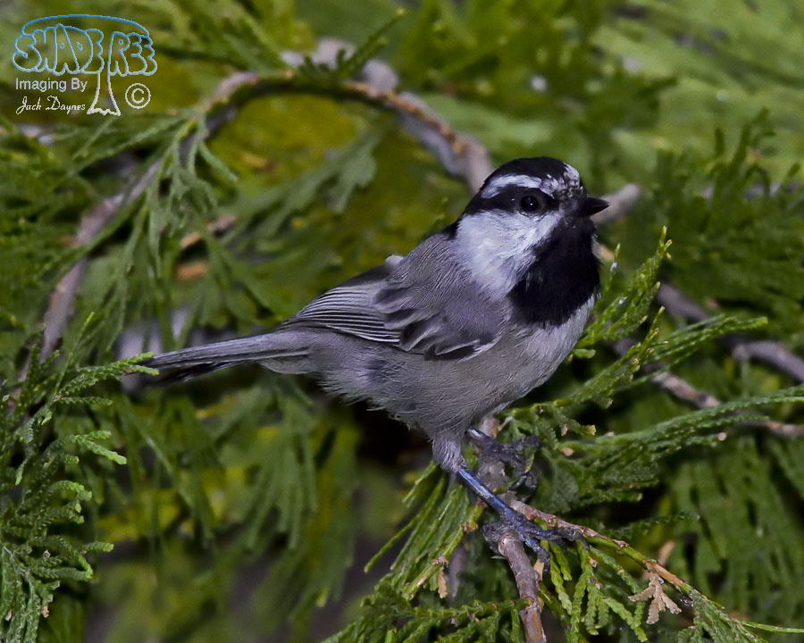 Mountain Chickadee - Poecile gambeli