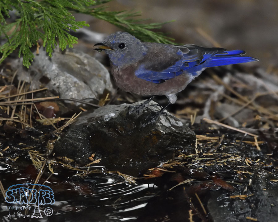 Western Bluebird - Sialia mexicana