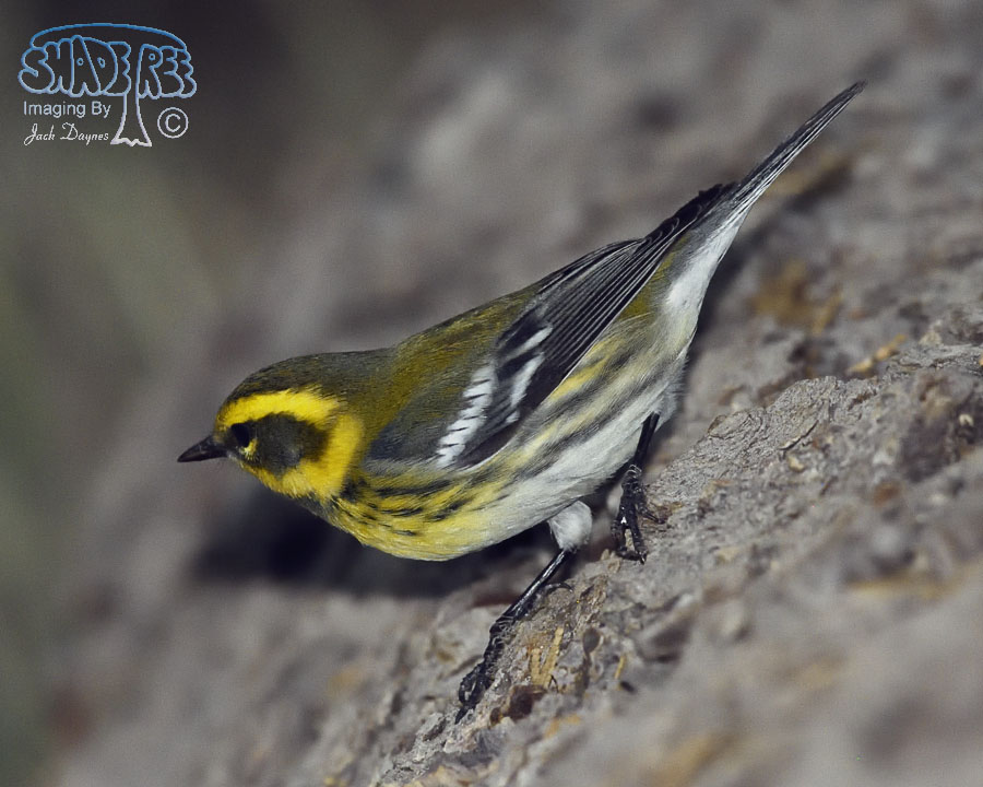 Townsend's Warbler - Setophaga townsendi