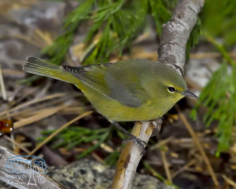 Orange-Crowned Warbler - Oreothlypis celata