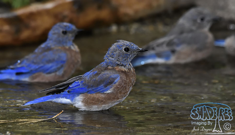Western Bluebird - Sialia mexicana