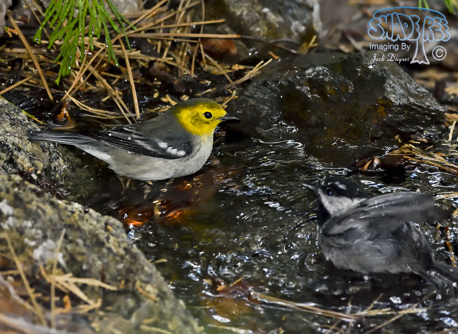 Hermit Warbler - Setophaga occidentalis