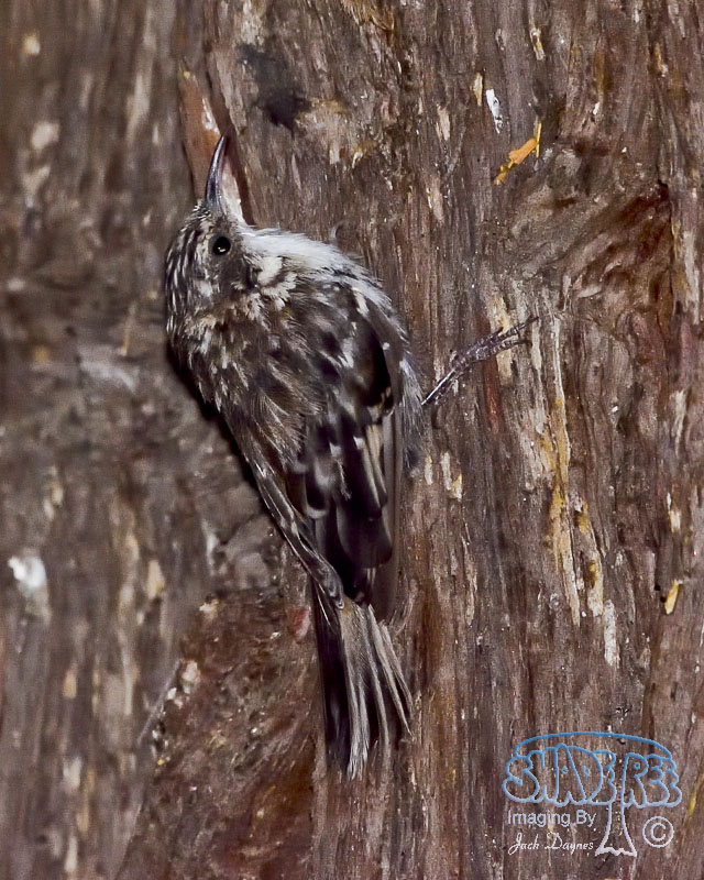 Brown Creeper - Certhia americana