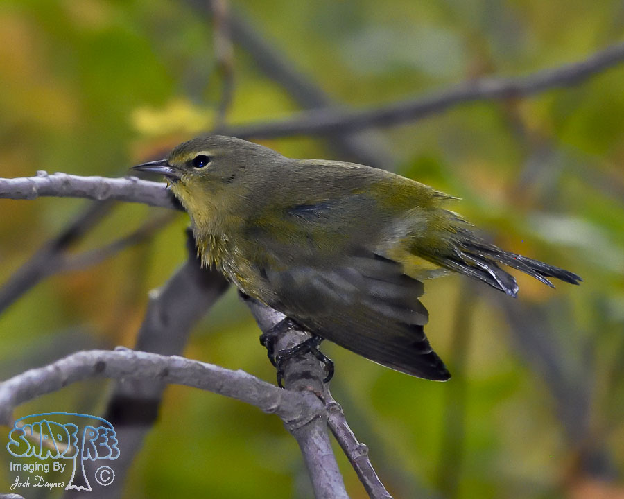 Orange-Crowned Warbler - Oreothlypis celata