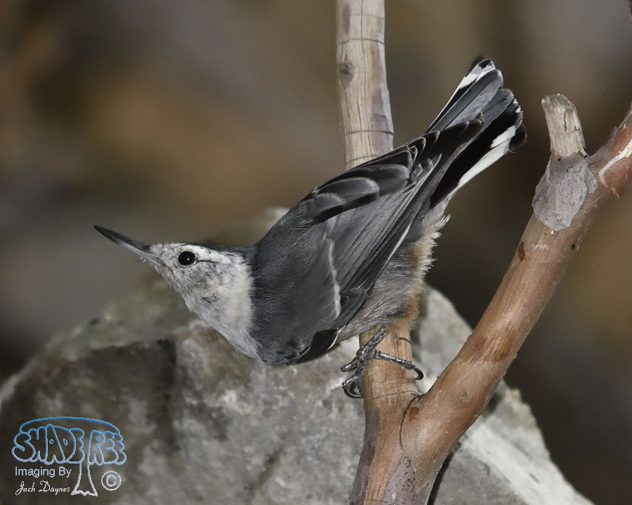 White-Breasted Nuthatch - Sitta carolinensis