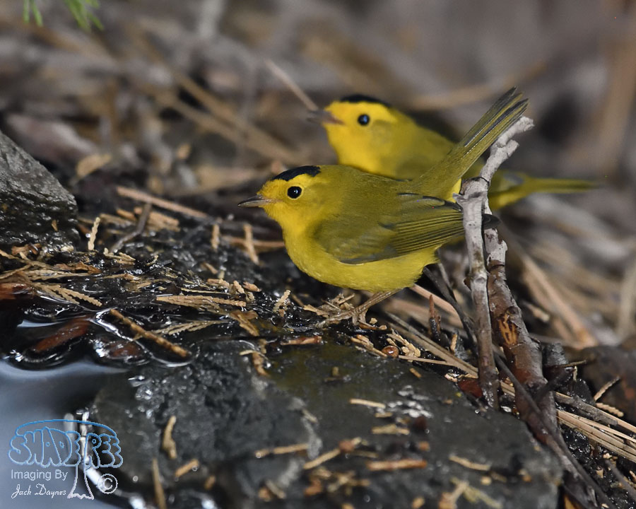 Wilson's Warbler - Cardellina pusilla