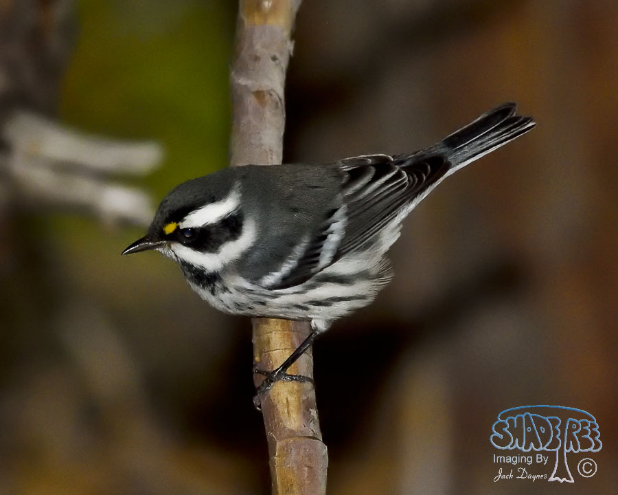 Black-Throated Gray Warbler - Dendroica nigrescens