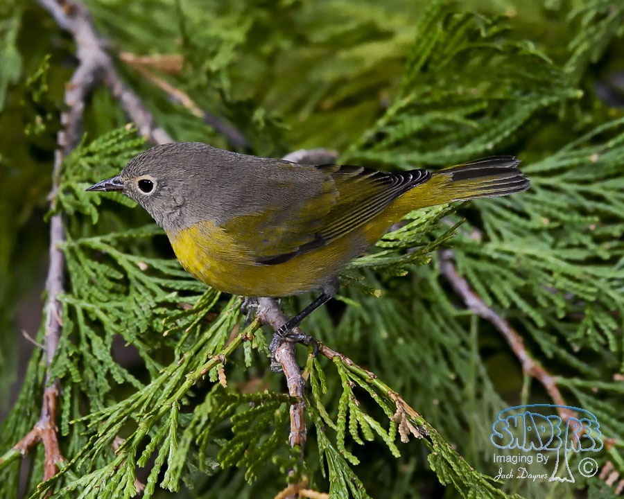 Nashville Warbler - Leiothlypis ruficapilla