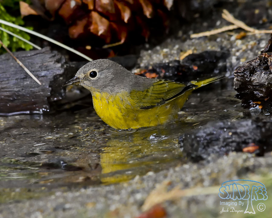 Nashville Warbler - Leiothlypis ruficapilla