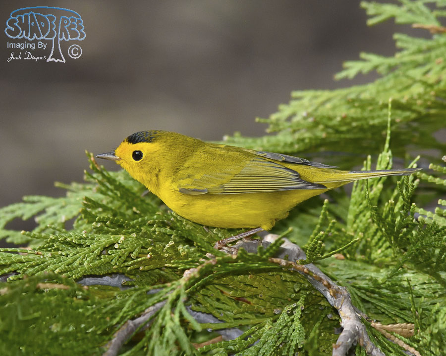 Wilson's Warbler - Cardellina pusilla