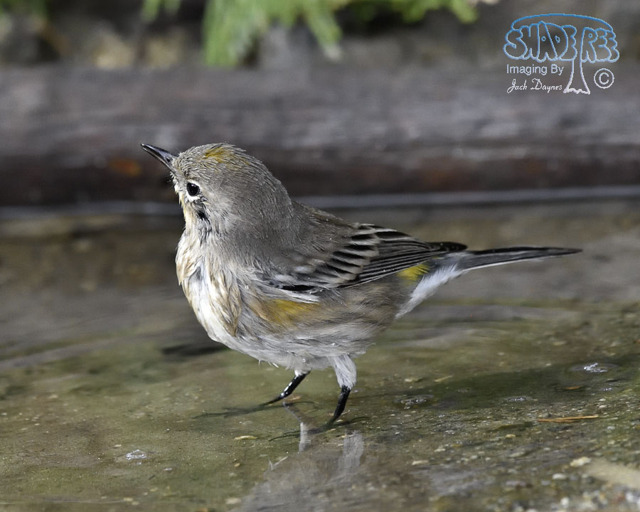 Yellow-Rumped Warbler - Setophaga coronata auduboni