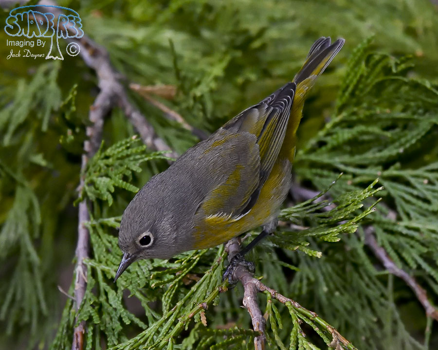 Nashville Warbler - Leiothlypis ruficapilla