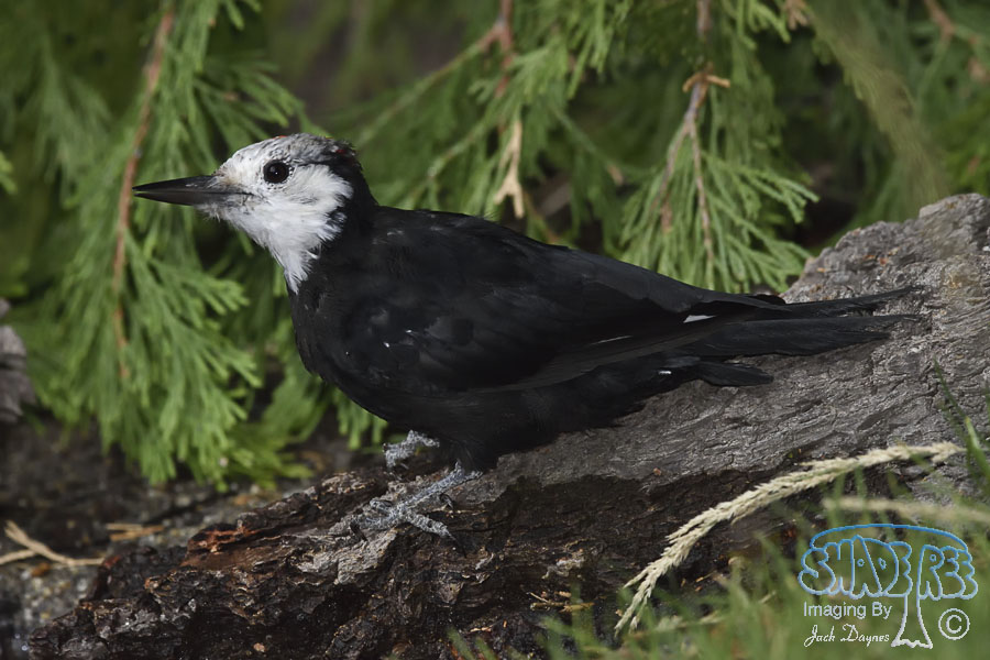 White-Headed Woodpecker - Leuconotopicus albolarvatus