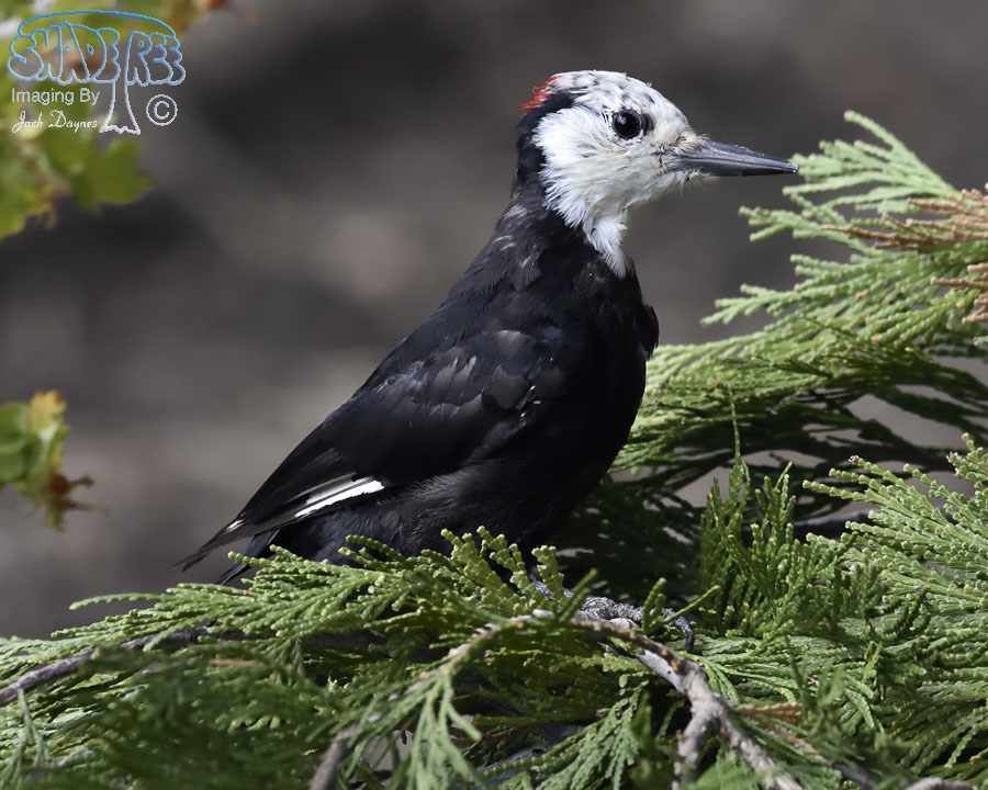 White-Headed Woodpecker - Leuconotopicus albolarvatus