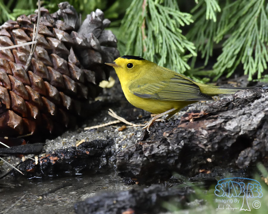 Wilson's Warbler - Cardellina pusilla