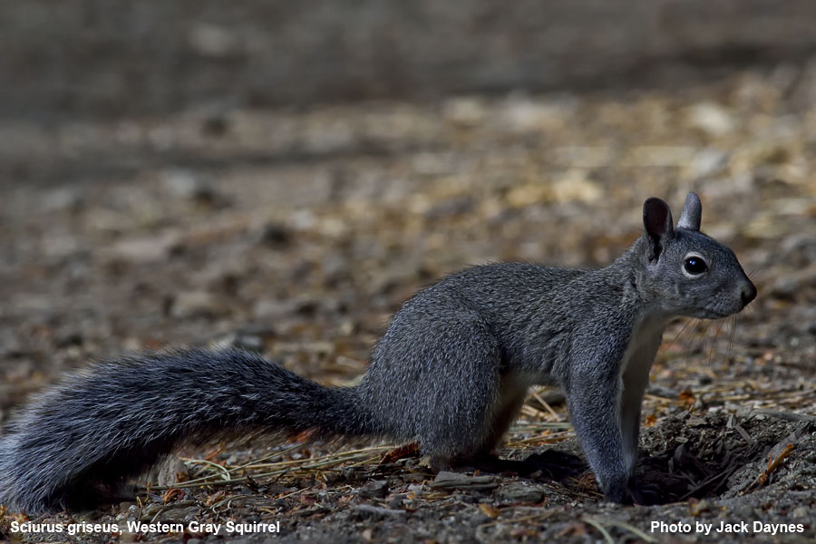 Western Gray Squirrel - Sciurus griseus