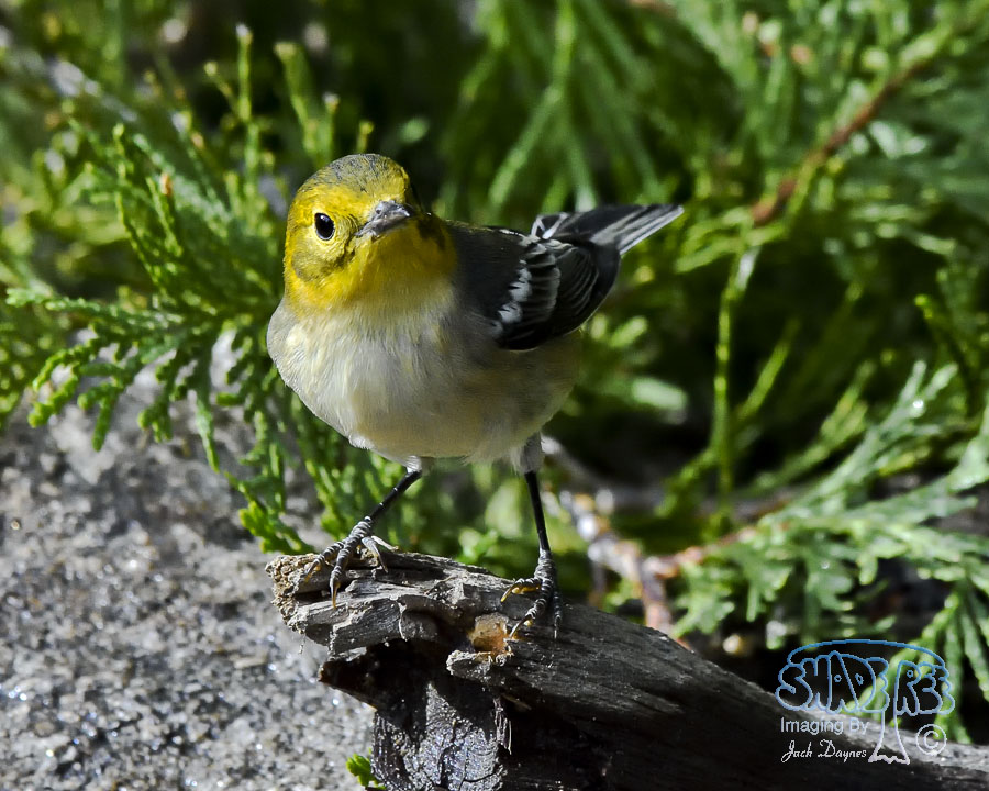 Hermit Warbler - Setophaga occidentalis