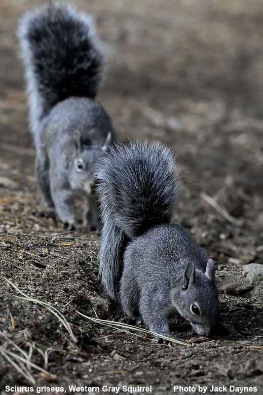 Western Gray Squirrel - Sciurus griseus
