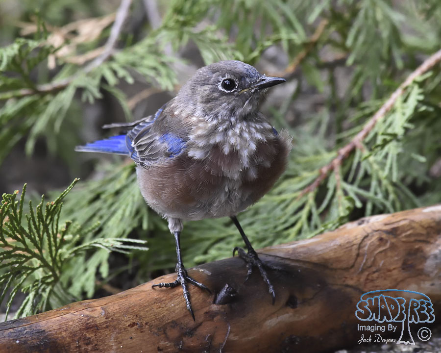 Western Bluebird - Sialia mexicana