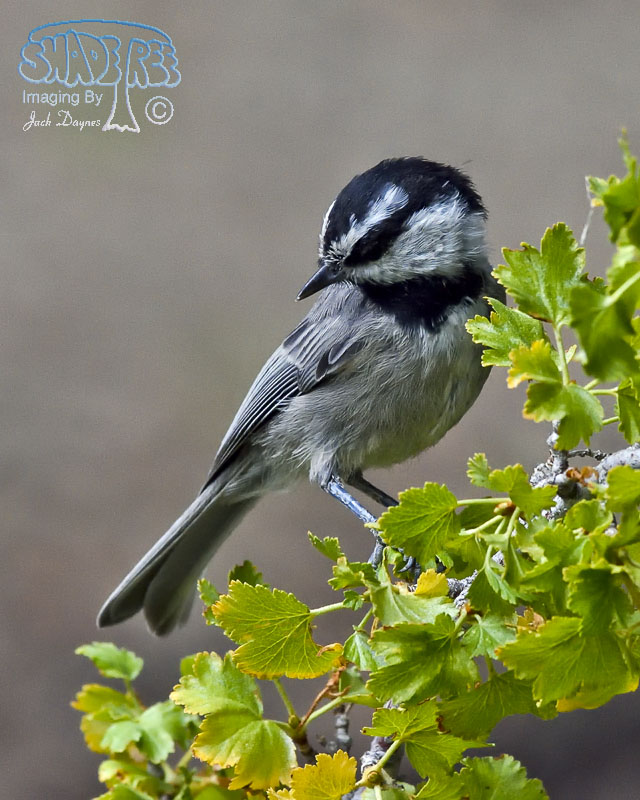 Mountain Chickadee - Poecile gambeli