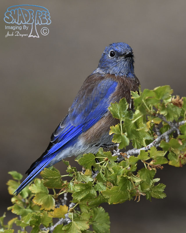 Western Bluebird - Sialia mexicana