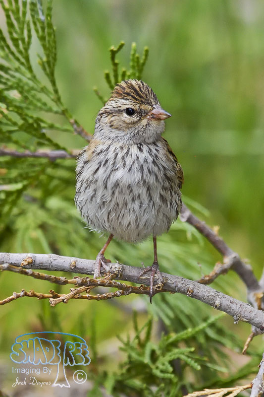 Chipping Sparrow - Spizella passerina