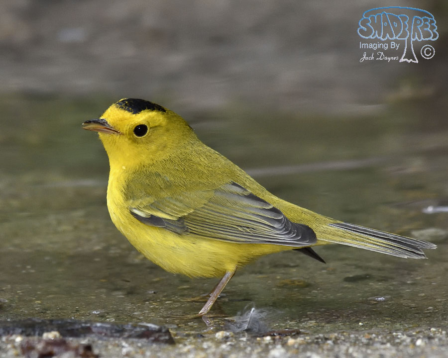 Wilson's Warbler - Cardellina pusilla