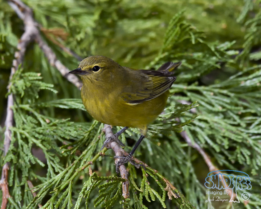Orange-Crowned Warbler - Oreothlypis celata