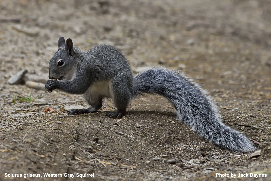 Western Gray Squirrel - Sciurus griseus
