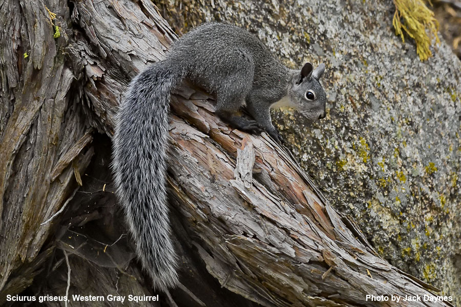 Western Gray Squirrel - Sciurus griseus