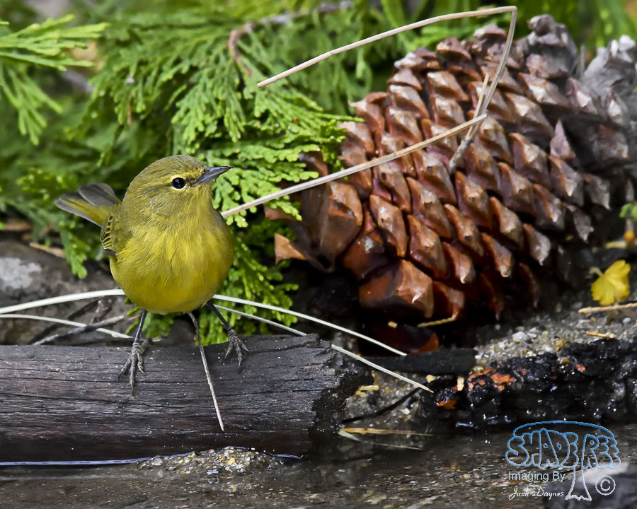 Orange-Crowned Warbler - Oreothlypis celata