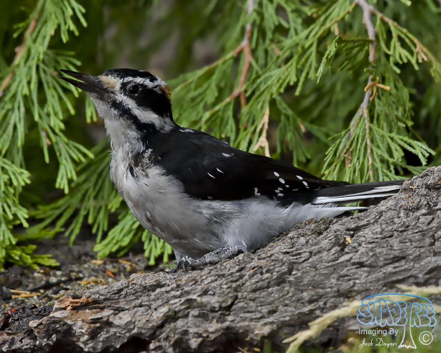 Hairy Woodpecker - Leuconotopicus villosus
