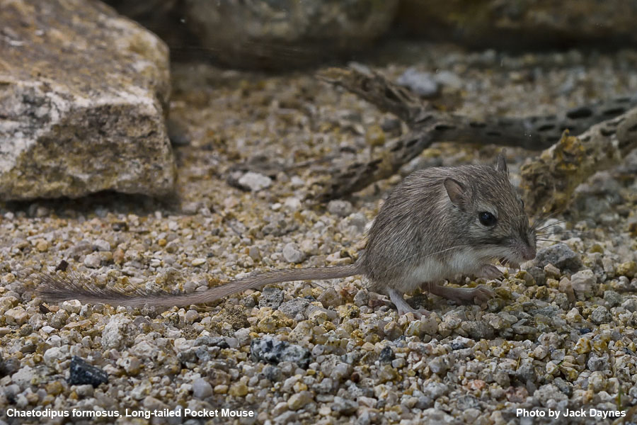 Long-Tailed Pocket Mouse - Chaetodipus formosus