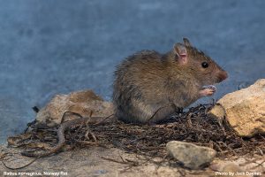 The Hideous Norway Rat