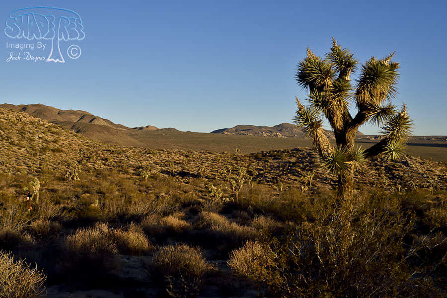 Desert Sunrise - n/a