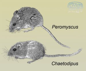 2016 November- Rodents in the Mojave