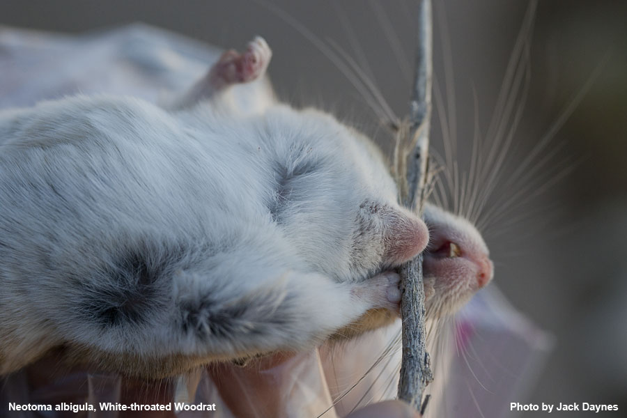 White-Throated Woodrat - Neotoma albigula