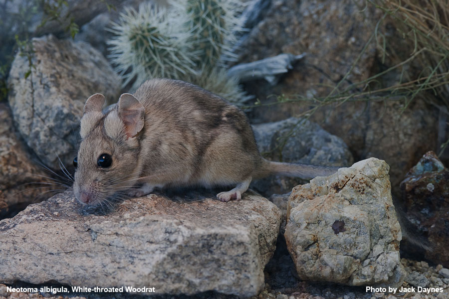 White-Throated Woodrat - Neotoma albigula