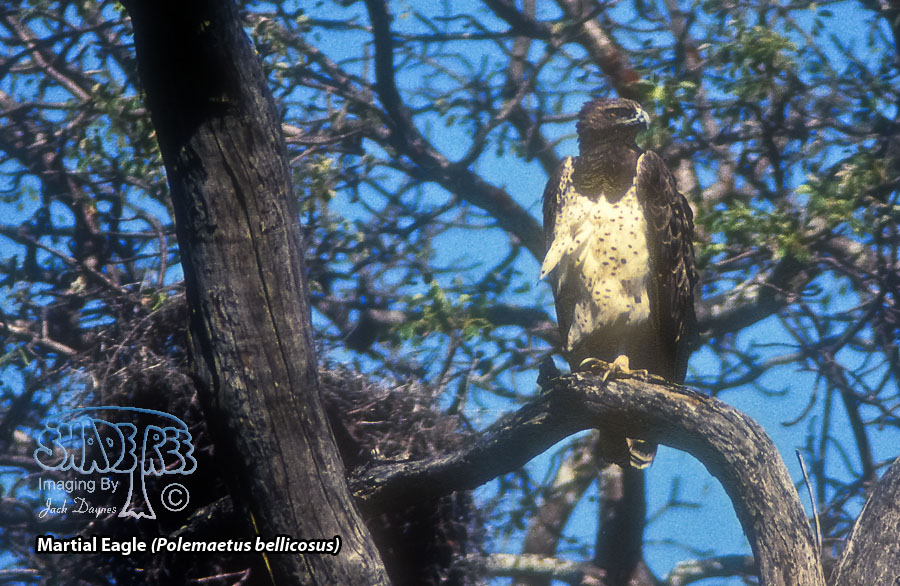 Martial Eagle - Polemaetus bellicosus