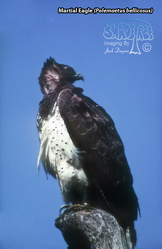 Martial Eagle - Polemaetus bellicosus