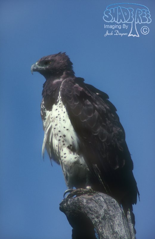 Martial Eagle - Polemaetus bellicosus