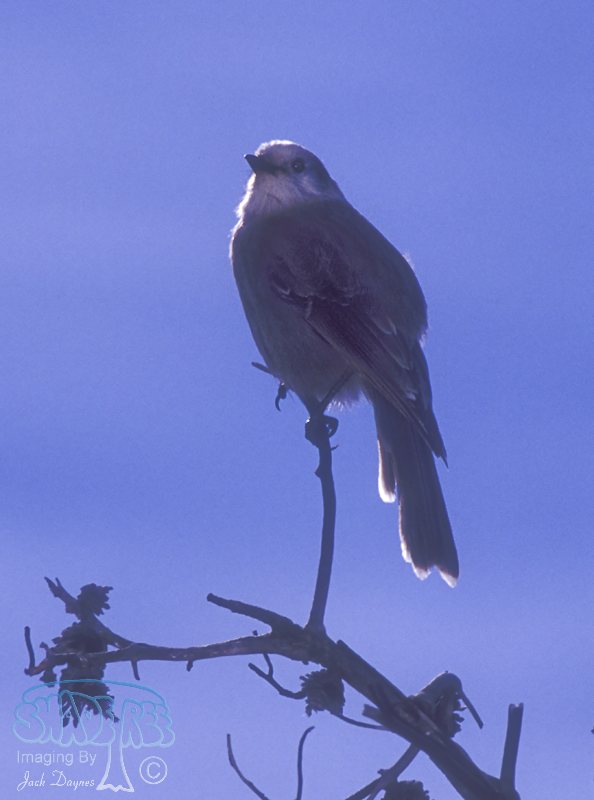 Canada Jay - Perisoreus canadensis
