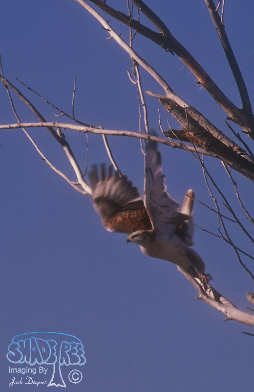 Ferruginous Hawk - Buteo regalis