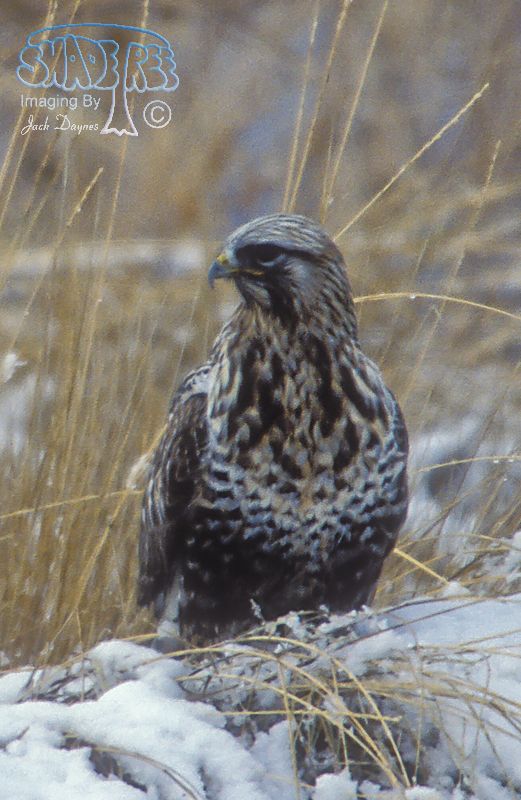 Rough-Legged Hawk

 - Buteo lagopus
