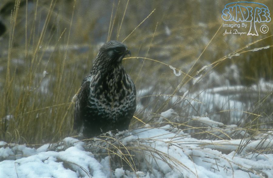 Rough-Legged Hawk

 - Buteo lagopus