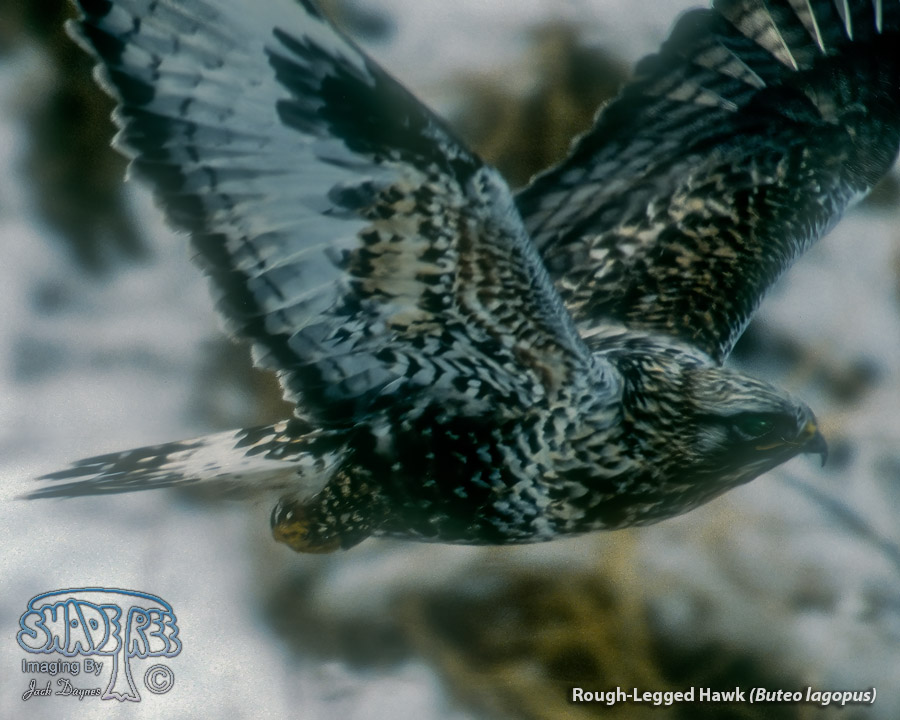 Rough-Legged Hawk

 - Buteo lagopus