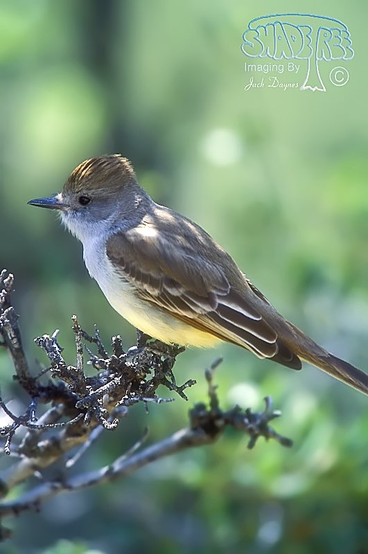 Ash-Throated Flycatcher - Myiarchus cinerascens